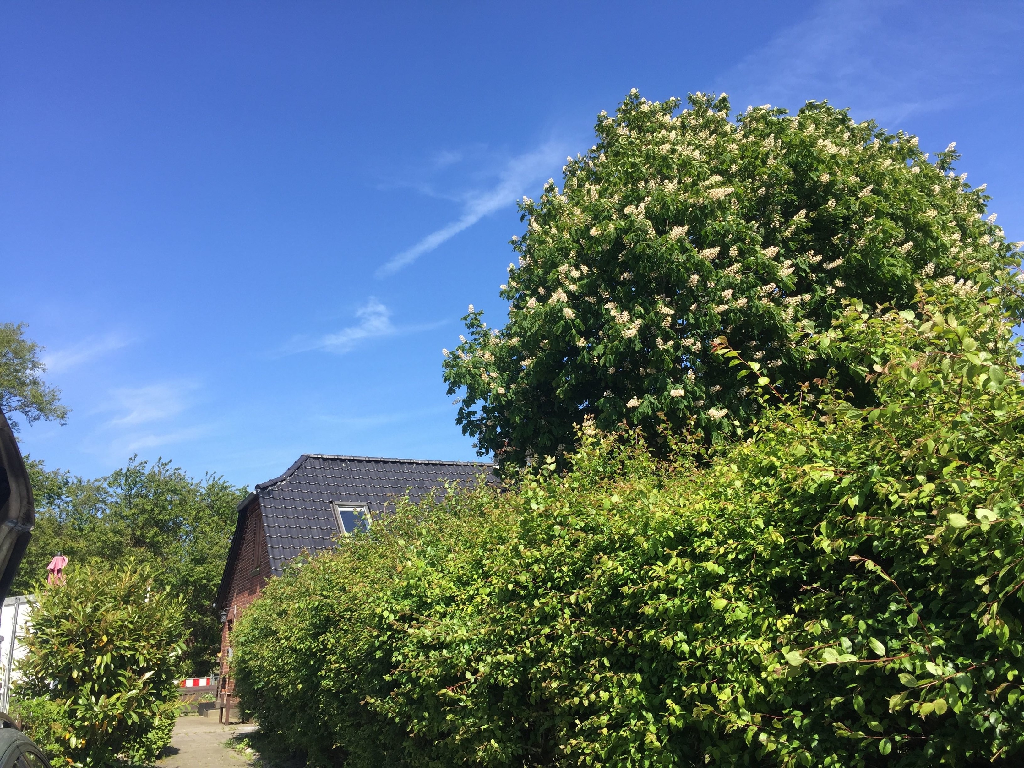 'Lotsenhaus' am Fehmarnsund - mit Garten Ferienhaus  Holsteinische Ostseeküste