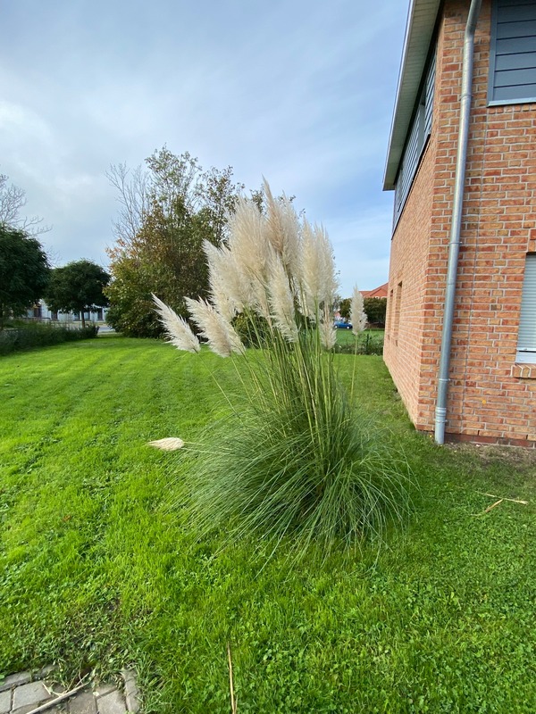 Foto 25 Ferienhaus Ostfriesland Butjadingen Wattwurm (Objekt 4274) Reise