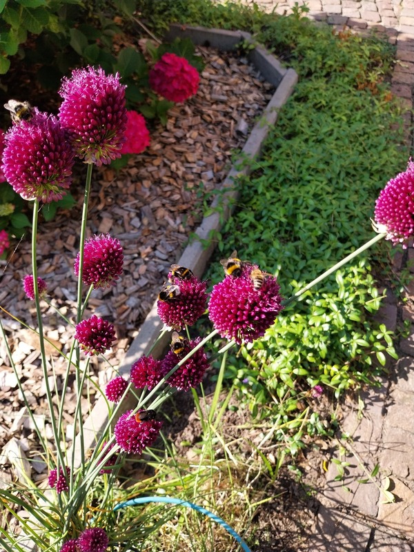 Foto 34 Ferienwohnung Ostfriesland Dornum & Umgebung Komfort 4 Sterne Wohnung 