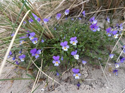 Foto 39 Ferienwohnung Ostfriesland Dornum & Umgebung Komfort 4 Sterne Wohnung 