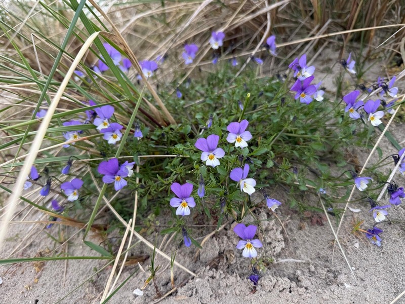 Foto 39 Ferienwohnung Ostfriesland Dornum & Umgebung Komfort 4 Sterne Wohnung 