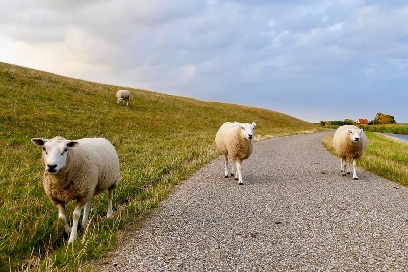 Foto 41 Ferienwohnung Ostfriesland Dornum & Umgebung Komfort 4 Sterne Wohnung 