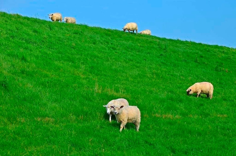 Foto 14 Ferienwohnung Ostfriesland Friesland Ferienwohnung MUSCHEL in Hooksiel (Objekt 773) Urlaub