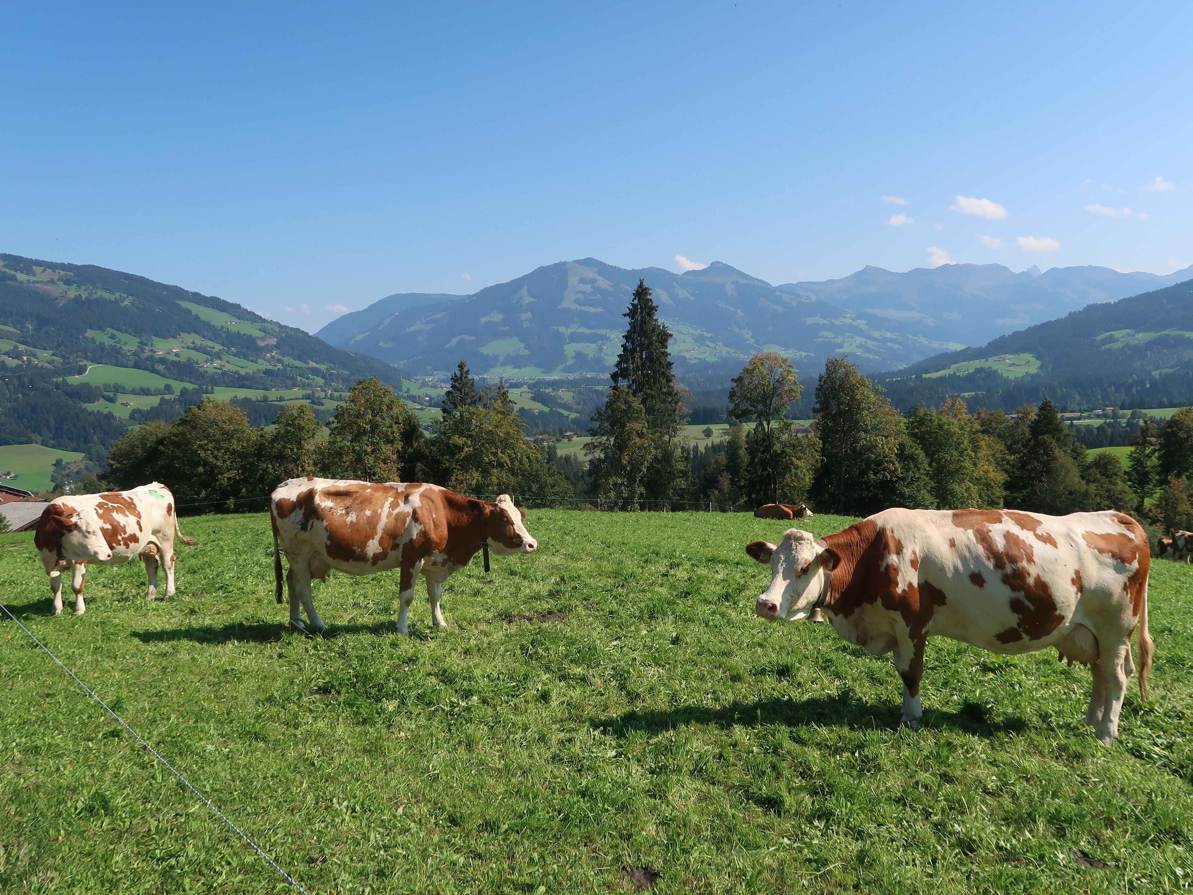 Ferienwohnung Prent (WILD024) by FeWo-PLAN — Foto 14