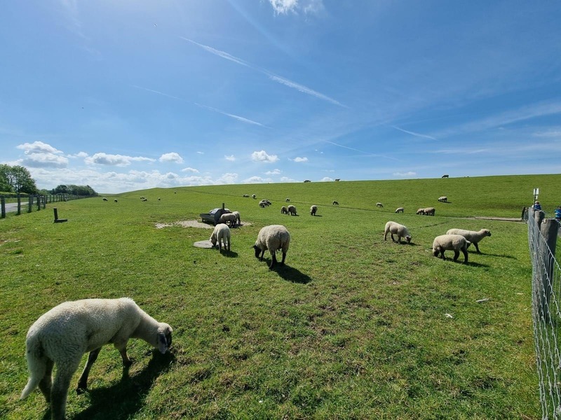 Foto 21 Ferienhaus Ostfriesland Norddeich & Umgebung Ferienhaus Hilgenhuus (Objekt 100533) buchen