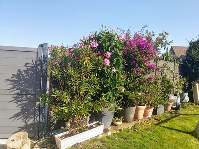 Foto 21 Ferienwohnung Ostfriesland Friesland KOJE 1 (Objekt 1881) buchen