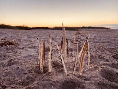 Foto 16 Ferienwohnung Ostfriesland Friesland Ferien im Wangerland - Haus Wiesenweg - Ferienwohnung  1 (1.OG) (Objekt 28501) buchen