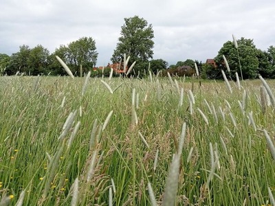 Foto 5 Ferienhaus Ostfriesland Krummhörn & Umgebung Ferienhaus Landschaft (Objekt 58481) Reise