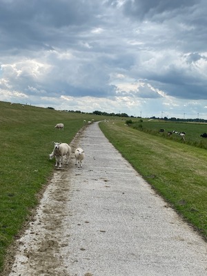 Foto 25 Ferienhaus Ostfriesland Friesland Ferienhaus Fenke (Objekt 59044) Reise