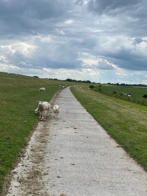 Foto 25 Ferienhaus Ostfriesland Friesland Ferienhaus Fenke (Objekt 59044) Reise