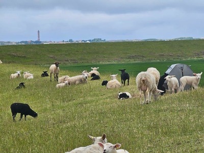 Foto 25 Ferienhaus Ostfriesland Norddeich & Umgebung Ferienhaus Lüttje Uttiet mit eingezäunten Garten (Objekt 75788) Reise