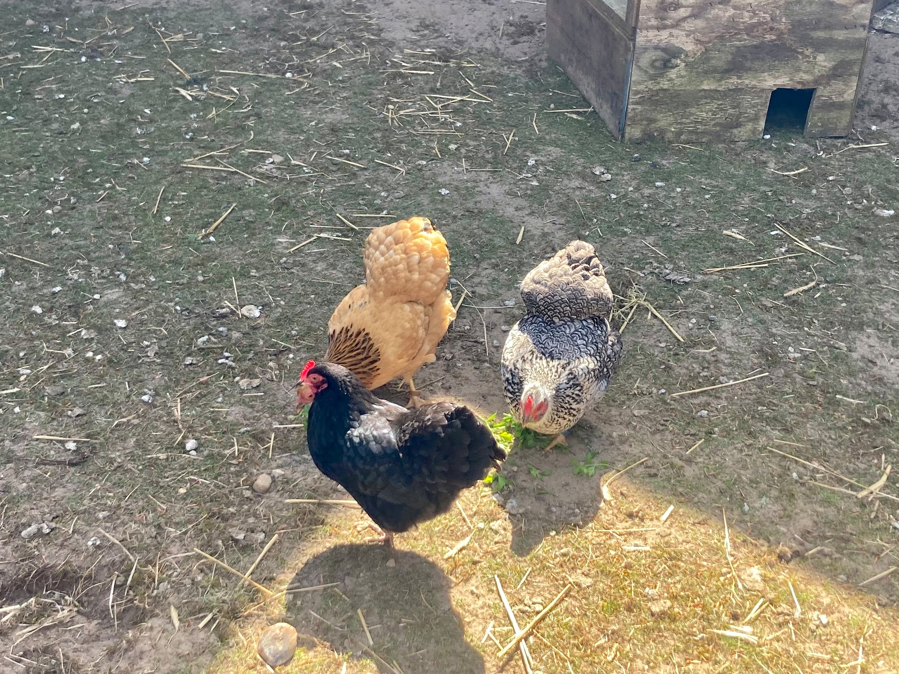 Fewo KRANICH by fewo-plan (WING141) Nähe Naturpark Wingst — Foto 32