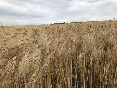 Foto 14 Ferienhaus Ostfriesland Krummhörn & Umgebung Luetje-Huuske (Objekt 92456) Urlaub