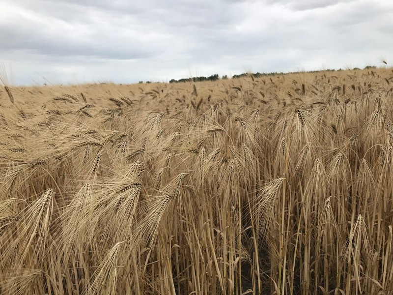 Foto 14 Ferienhaus Ostfriesland Krummhörn & Umgebung Luetje-Huuske (Objekt 92456) Urlaub
