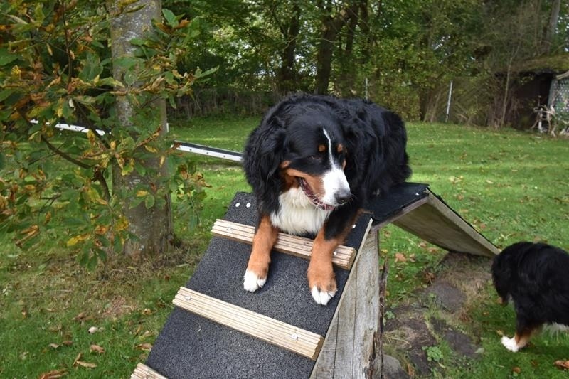 Foto 7 Ferienwohnung Ostfriesland Dornum & Umgebung Ferienwohnung Beagle (Objekt 85247) suchen