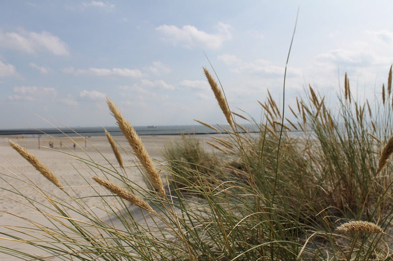 Foto 7 Ferienwohnung Ostfriesland Borkum Augenstern in der Villa Patricia (Objekt 85265) suchen