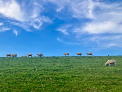 Foto 30 Ferienhaus Ostfriesland Dornum & Umgebung Haus Lüsthuuske (Objekt 85236) Reise