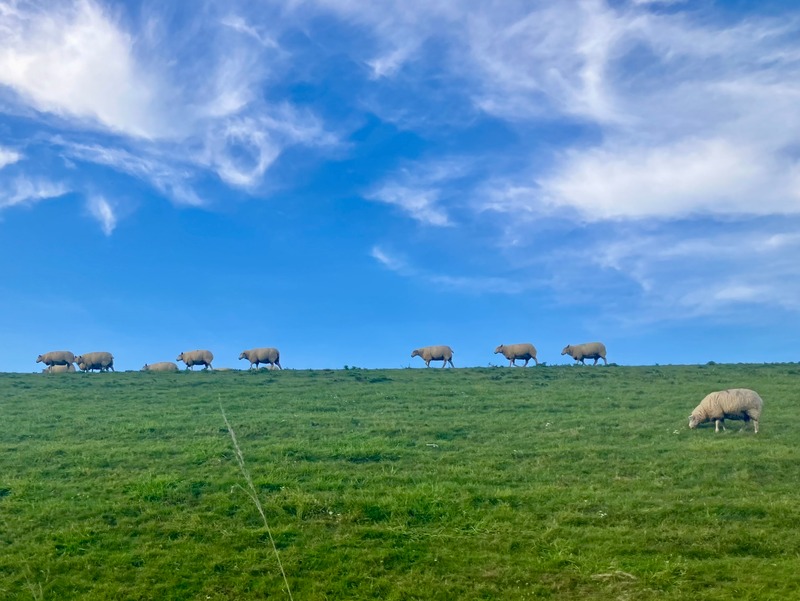 Foto 30 Ferienhaus Ostfriesland Dornum & Umgebung Haus Lüsthuuske (Objekt 85236) Reise