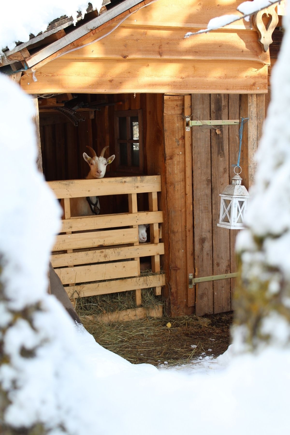 Heidi Hütte — Foto 7