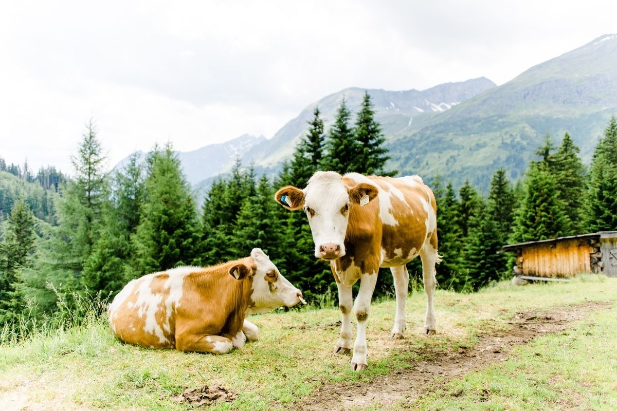 Landeckalm – Bild 23