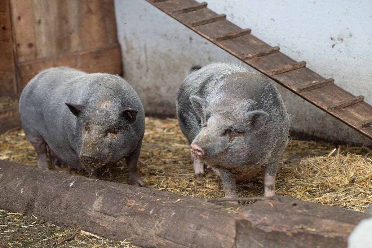 Premium Chalet Zirbe — Foto 30