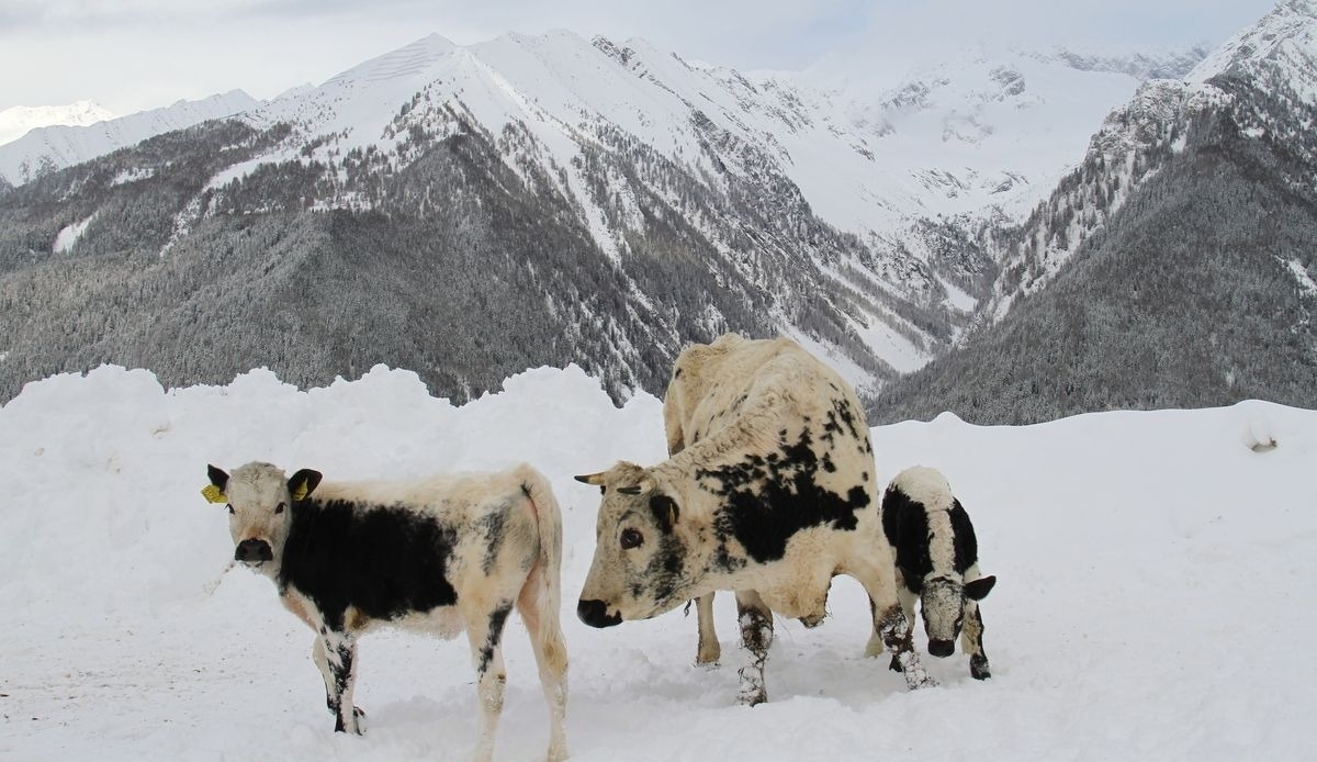 Schauinstal Appartement – Bild 5