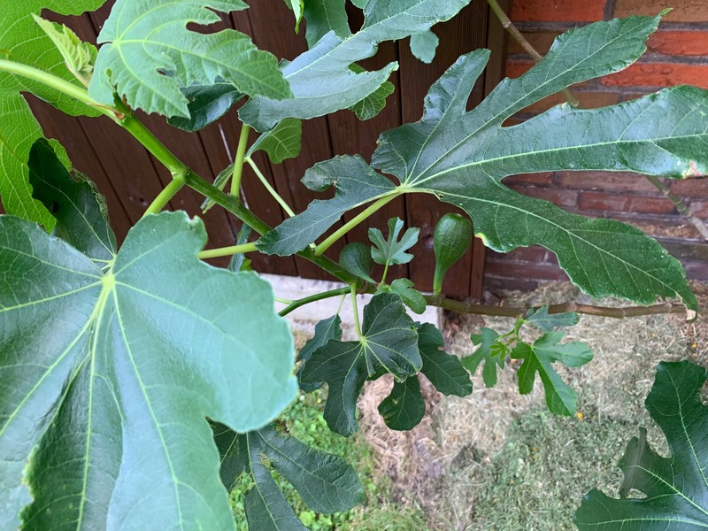 Foto 16 Ferienwohnung Ostfriesland Norddeich & Umgebung Ferienhaus Ankerweg an der Seehundstation Typ E (Objekt 92435) buchen