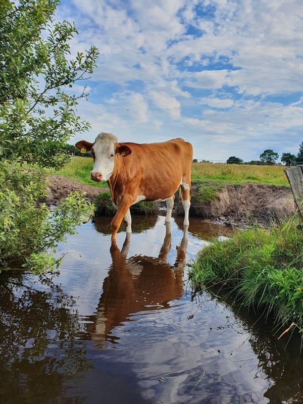 Foto 21 Ferienhaus Ostfriesland Aurich & Umgebung Haus 53 Nord  Familienurlaub an der Nordsee (Objekt 85243) buchen