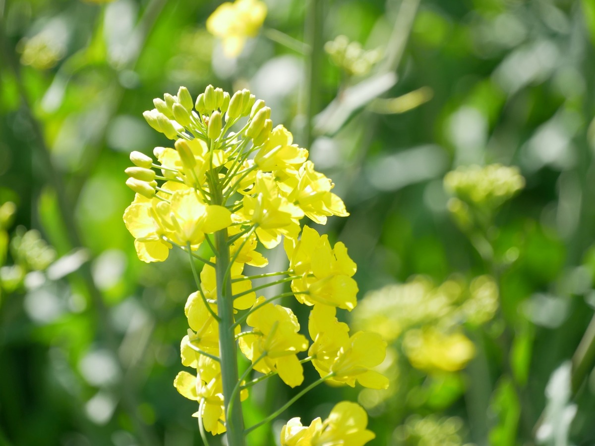 Rapeseed on Fehmarn