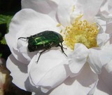 F&uuml;hrung durch den Rosengarten