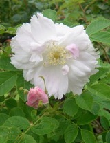 "Offene G&auml;rten"... im Rosengarten