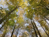 Schnupperkurs Waldbaden