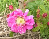 Führungen durch den Rosengarten