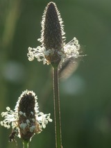 Wildkräuter - Geschenke der Natur