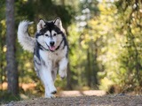 Spass Hunderennen