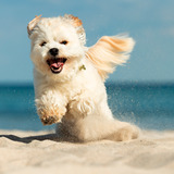 Time for Pictures - Hundefotoshooting