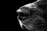 Krimitour mit Hund
