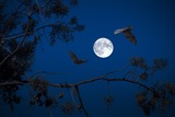 Cismar Bat Night