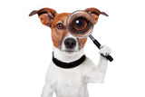 Krimitour mit Hund