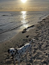 Gef&uuml;hrte Hundespazierg&auml;nge