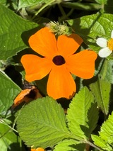 Nat&uuml;rlich sch&ouml;n - Kunst & Gesundheit im Einklang!