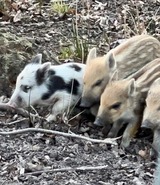 Ausflug ,,Wildschweingatter''