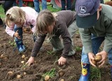 Dresch- und Kartoffelfest
