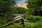 Waldwildnis und vertr&auml;umtes Moor
