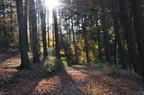 Waldbaden - Meditation unter Bäume