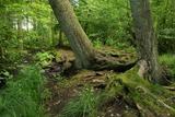 Waldwildnis und verträumtes Moor