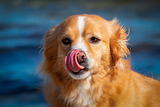Hundefotografie am Strand