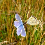 Flatterhaft und elfenzart – Die wundersame Welt der Schmetterlinge