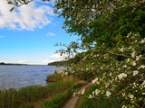 Waldbaden im Frühling an der Schlei