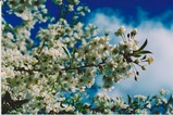 Maiengrün und Blütenzauber